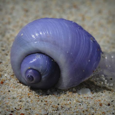 10 Exotic Animals With Unexpected Colors ~Purple Snail Snail Image, Snail Art, Cute Small Animals, List Of Animals, Sea Snail, Sea Slug, Exotic Animals, Curious Creatures, Snail Shell