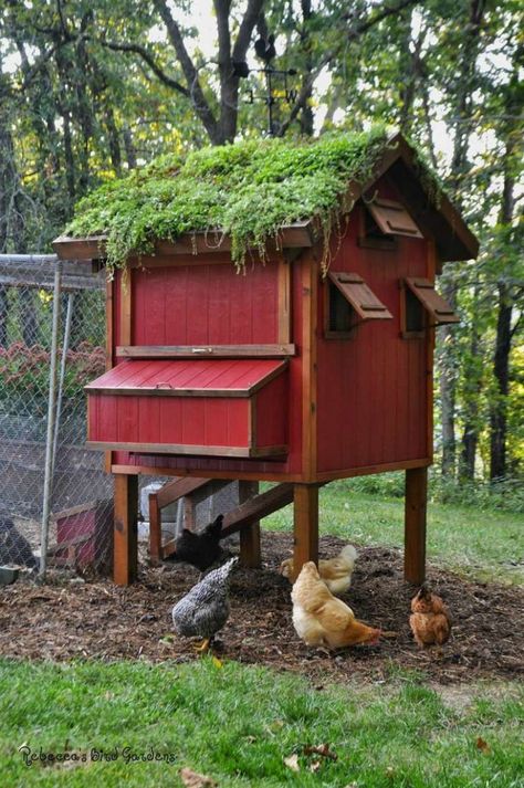 This is great - a chicken coop with a green roof. Backyard Chicken Coop Plans, Coop Design, Safety Precautions, Chicken Coop Designs, Keeping Chickens, Roofing Diy, Building A Chicken Coop, Chicken Coop Plans, Backyard Chicken Coops