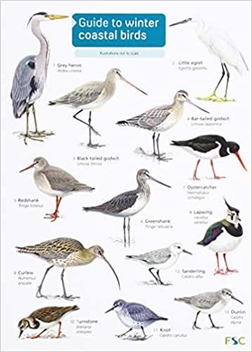 Grey Heron, Shorebirds, Shore Bird Art, Watercolor Birds Tutorial, Bird Template, Coastal Birds, Bird Identification, Rocky Shore, Beach Watercolor