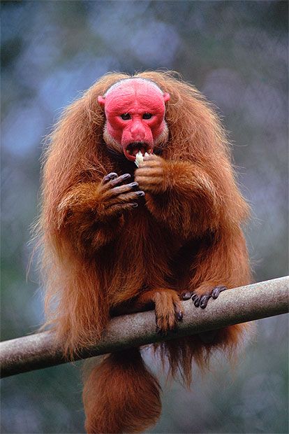 Bald uakari The shocking red pate of this follically-challenged simian has earned it the nickname among South Americans of 'mono angles', or 'English monkey', in honour of the first sunburnt Britons to visit their homeland. Where to spot them The bald uakari can be found deep in the forests of Brazil, Peru and Colombia. Reef and Rainforest can organise tailor made holidays to Uakari Lodge, in Brazil's remote Mamiraua Sustainable Development Reserve, where guests can Rare Animals, Uakari Monkey, Monkey Breeds, Interesting Animals, Unusual Animals, Wildlife Animals, Unique Animals, Weird Animals, Primates