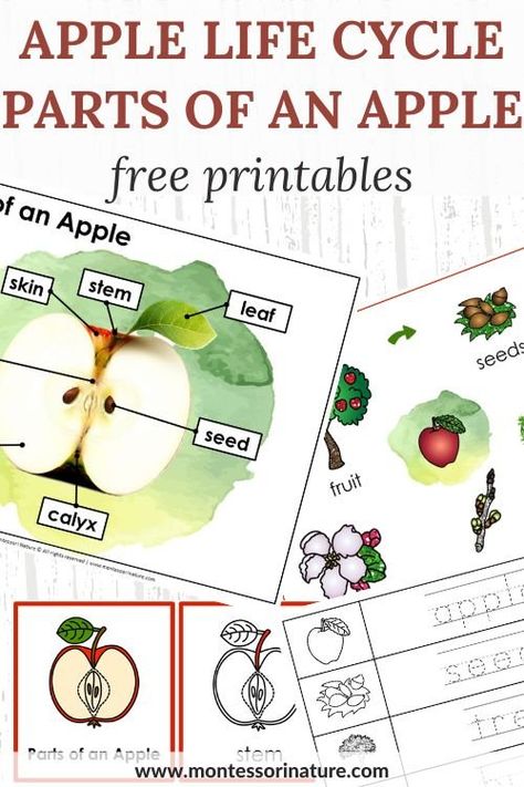 Please note, this printable has been updated and now can be purchased from the Montessori Nature Shop. Apple Life Cycle And Parts Of An Apple – Printable - Montessori Nature Montessori, Preschool Apple Life Cycle, Apple Science Preschool Free Printable, Free Apple Theme Printables, Parts Of Apple Preschool, Apple Unit Kindergarten Free Printable, Apple Anatomy Free Printable, Apple Parts Preschool, Free Apple Life Cycle Printable