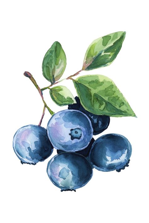 Blueberry Drawing Blueberry Drawing, Elegantes Makeup, Fruit Art Drawings, Art Du Croquis, Urban Painting, Fruits Drawing, Marine Painting, Watercolor Fruit, Fruit Illustration