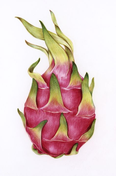 Illustration of an isolated dragon fruit watercolor style | free image by rawpixel.com Dragon Fruit Illustration, Dragon Fruit Drawing, Dragon Fruit Vector, Drawn Dragon, Colored Pencil Artwork Ideas, Fruit Sketch, Fruit Art Drawings, Thanh Long, Color Pencil Sketch