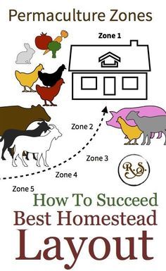 Urban Homesteading, Backyard Permaculture, Homestead Layout, Homesteading Diy, Farm Layout, Homestead Farm, Permaculture Gardening, Permaculture Design, Garden Design Layout