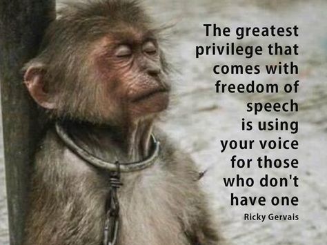 Ricky Gervais, Animal Cruelty Quotes, Nobody's Perfect, Freedom Quotes, Animal Activism, Vegan Quotes, She Wolf, Stop Animal Cruelty, Animal Advocacy