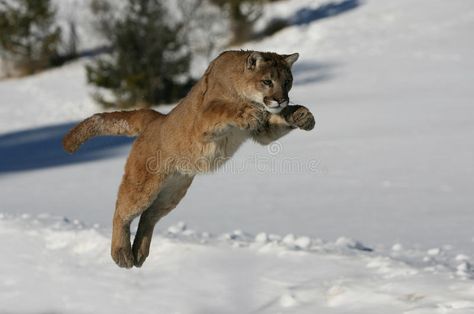 Pumas, Perfectly Timed Photos, Lion Jumping, Dangerous Spiders, Bear Attack, Gato Grande, Dangerous Animals, Mountain Lion, Grizzly Bear