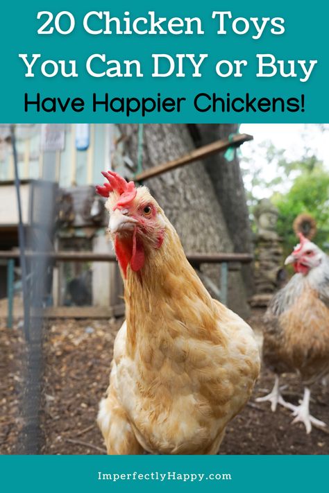 20 Chicken Toys and Treats You Can DIY or Buy to have happier backyard chickens. #backyardchickens #petchickens #urbanchickens Chicken Accessories For Coop, Chicken Teeter Totter, Diy Chicken Run Activities, Entertaining Chickens In Coop, Chicken Beginner Tips, Homemade Toys For Chickens, Fun Things For Chickens To Do, Chicken Perch Diy, Best Treats For Chickens
