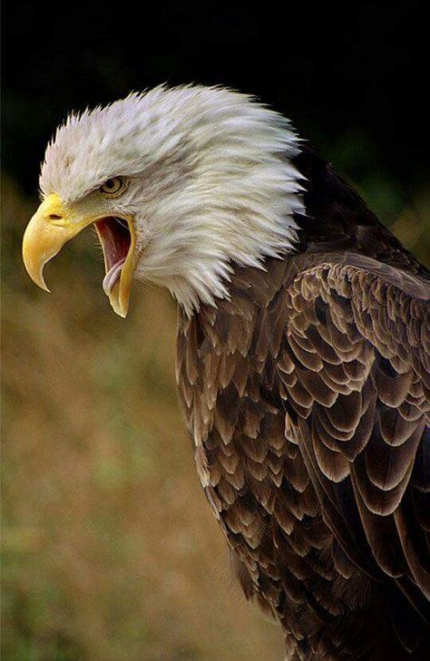 Angry Eagle Burung Kakatua, Aigle Royal, Screaming Eagle, Photo Animaliere, Eagle Pictures, Animale Rare, The Eagles, Exotic Birds, Birds Of Prey
