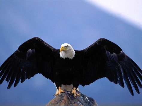 Chaque oiseaux est unique , et possède des caractéristiques qu’on peut faire aisément correspondre au caractère humain. Si on vous dit par exemple que vous êtes une poule, un perroquet ,ou un vau t… Eagle Wingspan, Types Of Eagles, Aigle Royal, Eagle Images, Powerful Pictures, Eagle Wallpaper, Eagle Pictures, Eagle Bird, American Bald Eagle