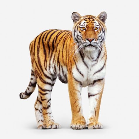 Tiger Png Hd, Printable Animal Pictures, Animal Pictures For Kids, Tiger Png, Wild Animals Vector, Keyboard Shortcut, Tiger Images, Animal Cutouts, Wild Animals Photos