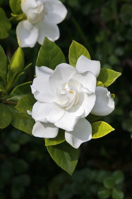 Ikebana, Shaded Garden, Gardenia Shrub, Gardenia Bush, Meteor Garden 2018, Smell Amazing, Kew Gardens, White Gardens, Shade Garden