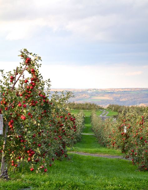 Fruit Orchard Aesthetic, Apple Orchard Aesthetic, Orchard Aesthetic, Trees Tattoos, Flower Restaurant, Apple Tree Farm, Tattoos Tree, Trees Tattoo, Farm Orchard