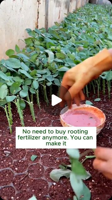 Garden Hacks on Instagram: "root stimulant #gardening #gardentools #gardeningtools #tool #tools #gardeningmakemehappy #handtools #cooltools #satisfying #gardeners #gardeninspiration #gardening #trees #tree #treesofinstagram #treestreestrees #treestagram #gardeningtips" Strawberry Garden Ideas, Strawberry Planter Ideas, Vegetable Garden Small, Strawberry Gardening, Homemade Plant Fertilizer, Garden Strawberry, Diy Fertilizer, Strawberry Planter, Repotting Orchids