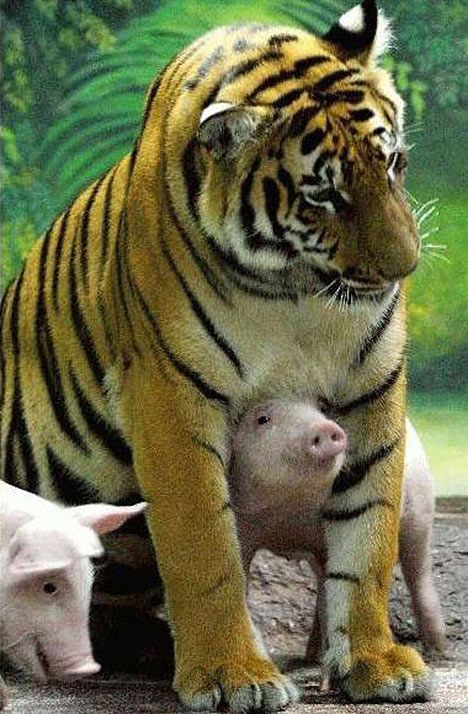 two year old Saimai, a Royal Bengal tigress, with two of six piglets she is raising. Unusual Animal Friends, Unlikely Animal Friends, Beast Friends, Regnul Animal, Unlikely Friends, Odd Couples, Animals Friendship, Given Up, Unusual Animals