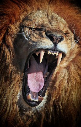 Pikxchu Lions Photos, Photo Animaliere, Gato Grande, Lion Photography, Lion Love, Wildlife Pictures, Lion Images, Re Leone, Lion Pictures