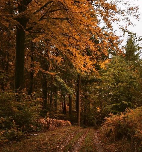 Nature, Autumn Mountain Aesthetic, Creepy Fall Aesthetic, Soft Fall Aesthetic, Rainy Fall, Leaf Peeping, Aesthetic Autumn, Autumn Magic, Cozy Autumn