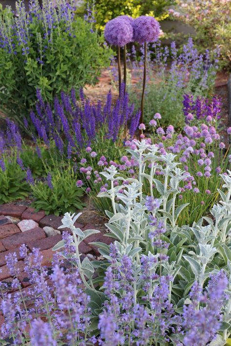 English Inspired Garden Tour – Megan Miller May Night Salvia, Planting A Garden, Megan Miller, Side Yard Landscaping, Plant Zones, Provence Lavender, Deer Resistant Plants, Lavender Garden, Survival Gardening