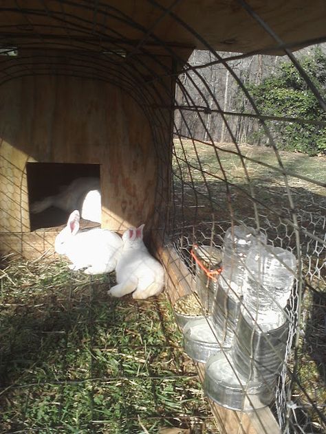 DIY Feeders and Waterers - SUPER cheap and easy to make. | Rabbit Talk - Meat Rabbit & Farming Forum Diy Bunny Hutch, Rabbit Waterer, Rabbit Cages Outdoor, Rabbit Farming, Diy Rabbit Cage, Rabbit Water Bottle, Rabbit Feeder, Diy Rabbit Hutch, Rabbit Habitat