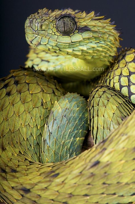 ˚Spiny bush viper / Atheris hispida Spiny Bush Viper, Beaux Serpents, African Bush Viper, Bush Viper, Viper Snake, Poisonous Snakes, Ikan Koi, Rabbit Cages, Snake Venom