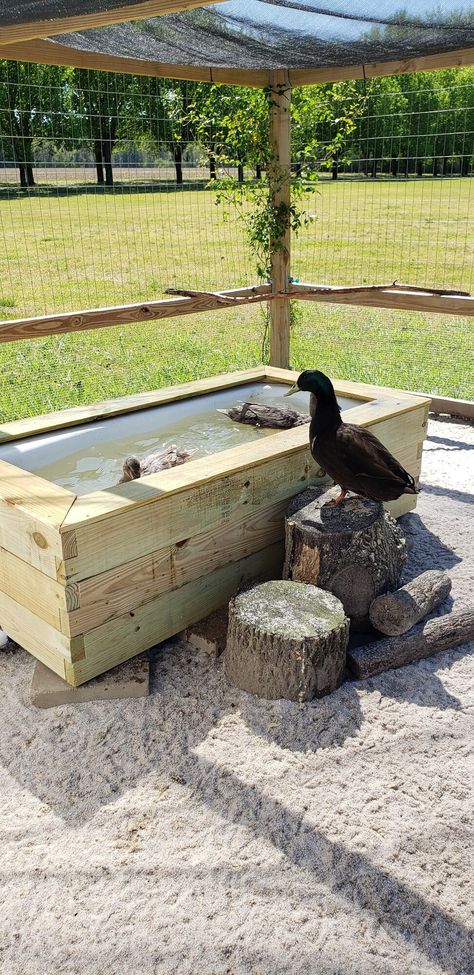 Hey there, I have been a member for a long time but not active. I keep both chickens and ducks, in the same run, and recently built a raised duck pond for my ducks. I've used kiddie pools for years as well as those black plastic things found in feed stores, all did the job but I wanted something... Duck Tub Ideas, Pvc Duck Feeder, Winterize Duck Coop, How To Build A Duck Pond, Easy Duck Coop Ideas, Chicken And Duck Run, Goose Coop Ideas, Duck Coop Ideas Backyards, Easy Duck Coop