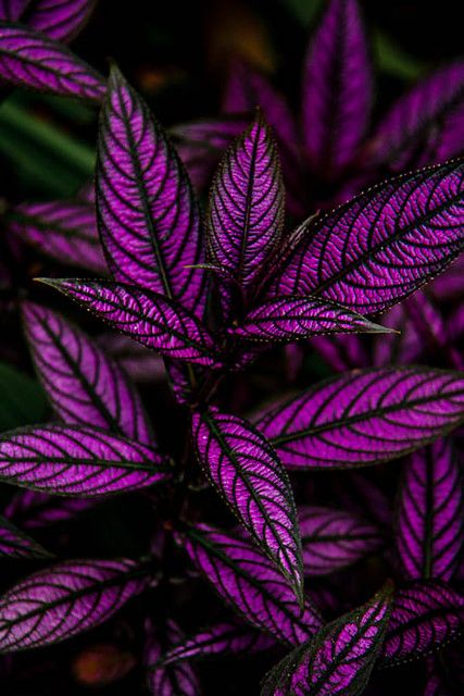 Persian Shield Plant, Full Sun Container Plants, Flower Garden Pictures, Persian Shield, Taman Air, Tanaman Indoor, Tanaman Pot, Goth Garden, نباتات منزلية