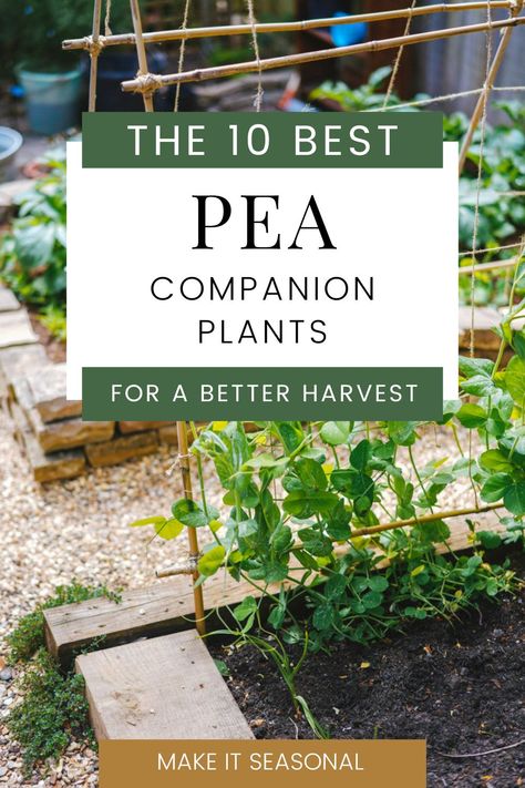 Peas growing up a trellis. Text reads "The 10 Best Pea Companion Plants for a Better Harvest" Companion Plants For Peas, Pea Garden Ideas, Companion Plants For Potatoes, Peas Companion Planting, Pea Companion Plants, Snap Peas Garden, Snap Pea Trellis, Natural Trellis, Planting Peas