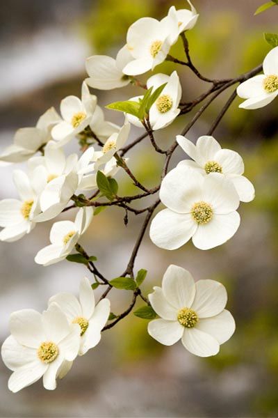 Pagoda Dogwood, Affordable Landscaping, Frühling Wallpaper, Flowering Dogwood, نباتات منزلية, Dogwood Trees, Dogwood Flowers, Flowers Wallpaper, White Gardens