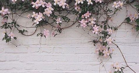 Facebook Cover Photos Flowers, Fb Background, Facebook Cover Photos Quotes, Photo Facebook, Cover Pics For Facebook, Photos For Facebook, Facebook Cover Images, Fb Cover Photos, Photos Vintage