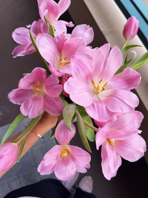 Tulips, Pink, Opened Tulips, Pink Tulips