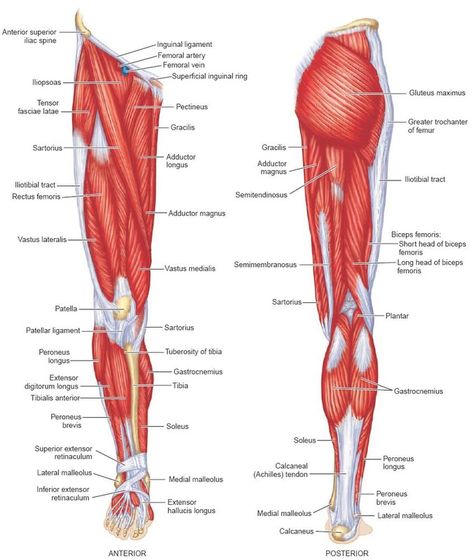 <b>lower</b> limb <b>muscles</b> <b>lower</b> limb <b>muscles</b> the <b>lower</b> limb <b>muscles</b> Back To School, Nursing, Muscles, Muscle Diagram, Leg Muscle, Calf Muscles, For Sale