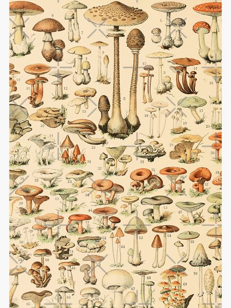 "Vintage Mushroom Chart - Adolphe Millot" Sticker by ind3finite | Redbubble Mushroom Room Decor, Cottagecore Wall Decor, Illustration Botanique Vintage, Adolphe Millot, Mushroom Poster, Deco Panel, Mushroom Pictures, Illustration Botanique, Urban Street Art