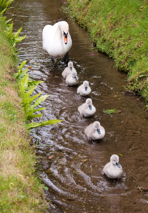 Cygnets at Ansty, Wilts 13 | Flickr - Photo Sharing! Pretty Family, Swan Family, Animal Families, Regnul Animal, Mute Swan, Matka Natura, Animale Rare, Foto Tips, Haiwan Peliharaan