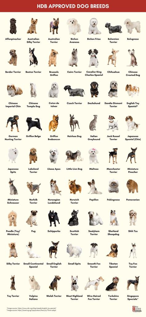 Cute Breeds Of Dogs, Different Puppy Breeds, Target Dog Breed, Protection Dogs Breeds, Best Dog Breeds For Families, Small Dog Breeds Low Maintenance, Small Dogs Breed, No Shed Dog Breeds, Type Of Dogs