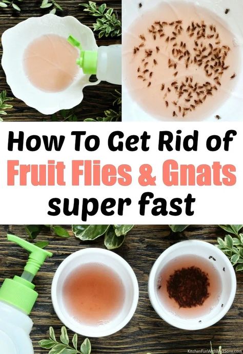 Want to know how to get rid of fruit flies and gnats in your house? Here is a simple homemade solution that works perfectly. #home #diy #fruitflytrap #kitchen #hacks #tips #tricks Gnats In Kitchen, Getting Rid Of Nats, Flies Trap Diy, Catch Fruit Flies, Fruit Fly Killer, Homemade Fruit Fly Trap, Diy Fruit Fly Trap, Fruit Flies In House, Fruit Fly Trap Diy