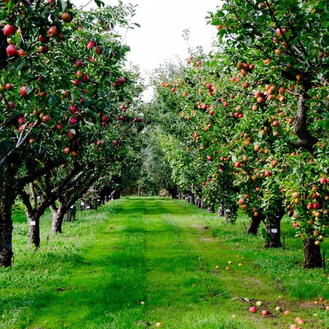 Fruit Garden, Apple Garden, Orchard Design, Orchard Garden, Fruit Picking, Future Farms, Apple Orchard, Garden Trees, Tree Farms