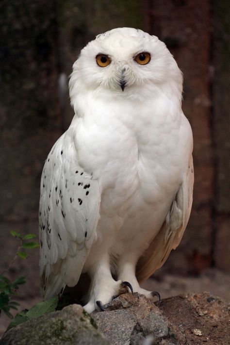 Rare beauty. Harry Potter Owl, Foto Langka, Albino Animals, Snow Owl, Owl Photos, Kunst Inspiration, Owl Pictures, Beautiful Owl, White Owl