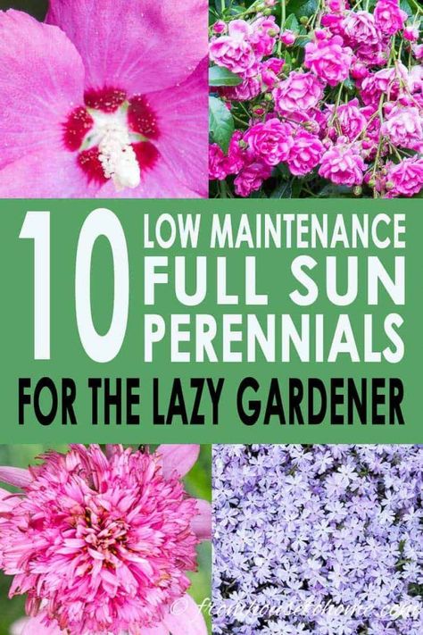 Shade Loving Shrubs, Perennial Garden Plans, Plants Under Trees, Full Sun Perennials, Garden Border, Full Sun Plants, Sun Perennials, Sun Garden, Shade Perennials