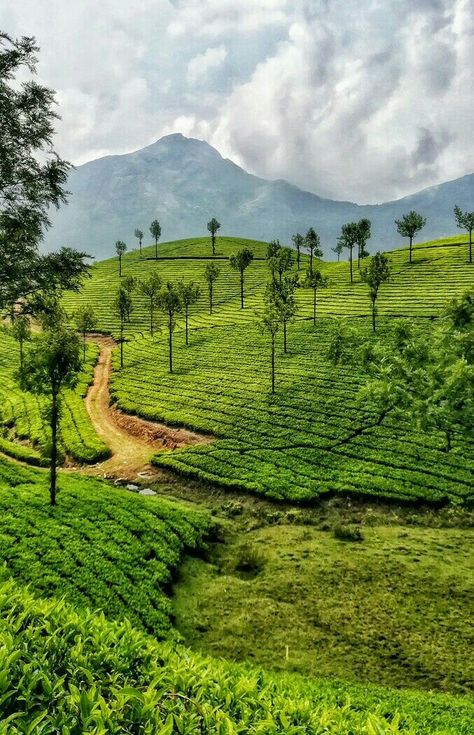 Munnar Hills, #Kerala Beautiful Hills Nature, Nature Photography Indian, Vision Board Nature Pictures, Kerala Places Photography, Munnar Hill Station, Kerela Aesthetic Pictures, Beauty Of Kerala, Kerala Backwaters Photography, Kerala Scenery Nature