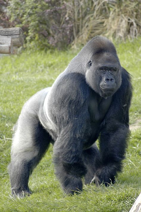 Gorilla Wallpaper, Gorillas Art, Silverback Gorilla, Gorilla Trekking, Wild Animals Photos, Wild Animals Pictures, Mountain Gorilla, Great Ape, Majestic Animals