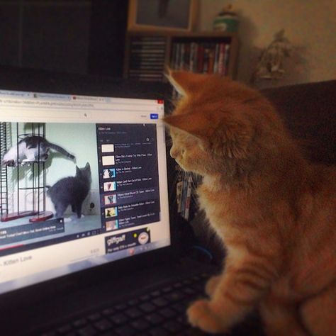 Ginger kitten Brian watching cats play on the laptop Cat Watching Laptop, Watching Youtube Aesthetic, Cat With Computer, Cat On Computer, Cat On Laptop, Cat Watching Tv, Cat Laptop, Avocado Juice, Bad Mother