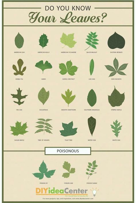 Leaf Identification Chart, Plant Leaf Identification, Tree Leaf Identification, Identifying Trees, Guide Infographic, Leaf Identification, Eastern Redbud, Tree Id, Poison Oak