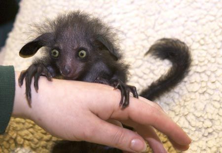 Weird Animals: Aye-aye Rare Animals, Aye Aye, Unusual Animals, Weird Animals, Unique Animals, Primates, Weird And Wonderful, Animals Images, Exotic Pets