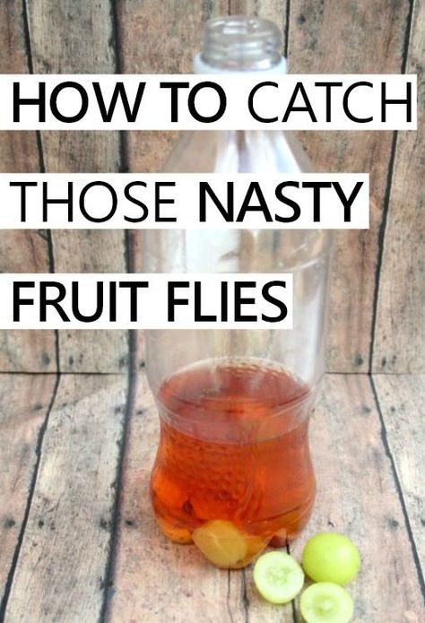 an easy method to catch fruit flies using items you probably already have Catch Fruit Flies, Housekeeping Ideas, Deep Cleaning Checklist, Fruit Flies, What To Use, Funky Junk, Cleaning Checklist, Cleaning Schedule, Spring Inspiration