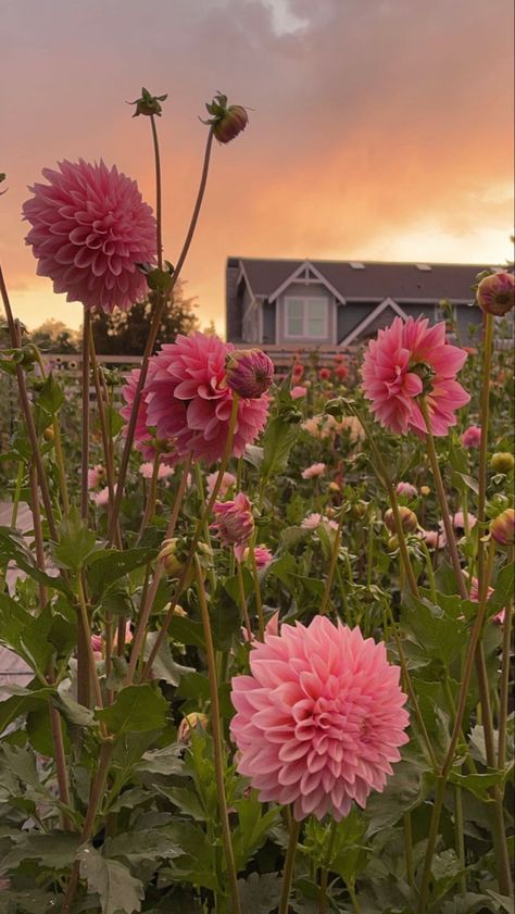 Nature, Dahlia Core Aesthetic, Dahlia Flower Aesthetic Wallpaper, Dahlia Flowers Garden, Pink Dahlia Aesthetic, Flowerbed Aesthetic, Dahlia Flower Garden Landscapes, Dalia Core Aesthetic, Dahliacore Aesthetic