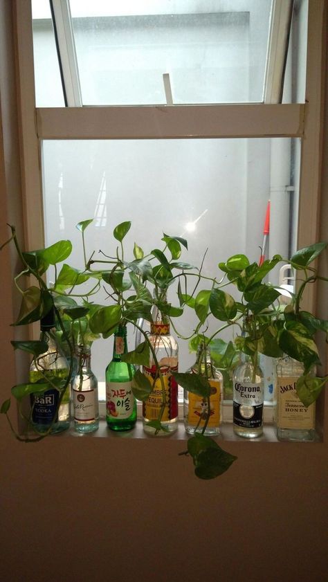 Plants In Liquor Bottles, Water Plants Aesthetic, Plant Decor Apartment, Green Theme Bathroom Ideas, Alcohol Bottle Plants, Plant Room Aesthetic Boho, Plants In Alcohol Bottles, Wine Bottle Home Decor, Roommate Bedroom Ideas