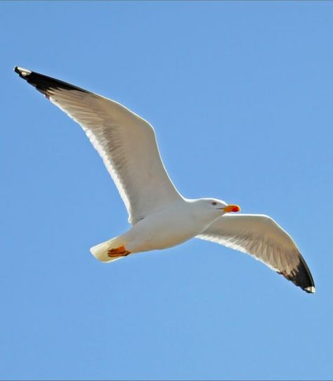 Seagull. Photo by Helen Netherfield. Tenerife, Canary islands. Seagull Photo, Seagull Tattoo, Tenerife Canary Islands, Tattoo Family, Seagulls Flying, Coastal Birds, On Tattoo, Sister Tattoo, Tattoo Leg