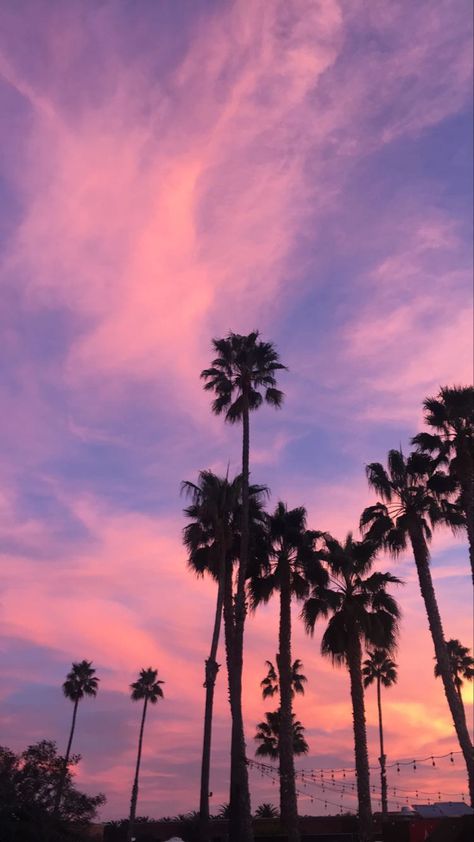 Palm Trees Sunset Wallpaper, Hot Pink Sunset Wallpaper, Pink Sky Palm Trees, Pink Esthetics Background, Sky Aesthetic Sunsets Pink, Pink Palm Tree Aesthetic, Tapeta Iphone Tumblr, Pink Palm Trees Wallpaper, Pink Hour Sky