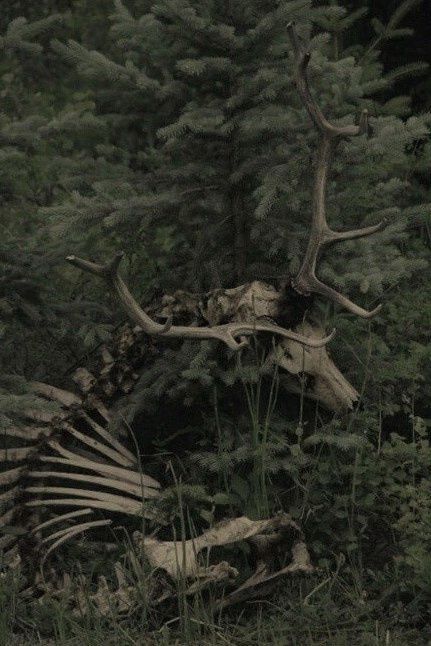 Animal Nature Wallpaper, Modern Alchemy Aesthetic, Dark Bug Aesthetic, Jasoncore Aesthetic, Bones In Forest, Running Through Forest, 1700s Aesthetic, Dread Wolf, Images Terrifiantes