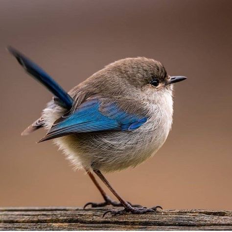 Colourful Birds, Unique Images, Most Beautiful Birds, Bird Pictures, Exotic Birds, Pretty Birds, Bird Photo, Colorful Birds, Watercolor Bird