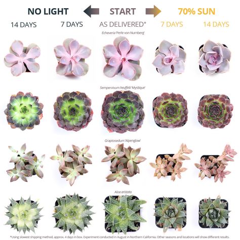 Using Sunlight to get Colorful Succulents - Mountain Crest Gardens Propagate Succulents From Leaves, Tanaman Sukulen, Types Of Succulents Plants, Kaktus Dan Sukulen, Colour Guide, Succulent Garden Design, Succulent Garden Diy, Propagating Succulents, Types Of Succulents